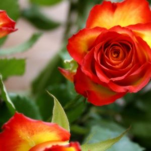 Different ways of seeing a rose