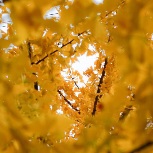 The yellow tree (_MG_9197)